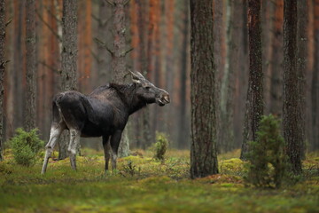 Łoś (Alces alces) moose © Bartosz Rakoczy