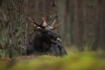 Łoś (Alces alces) moose © Bartosz Rakoczy