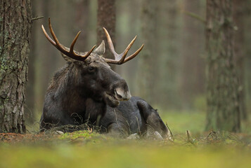 Łoś (Alces alces) moose © Bartosz Rakoczy