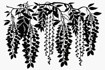 wisteria flowers line art silhouette vector illustration