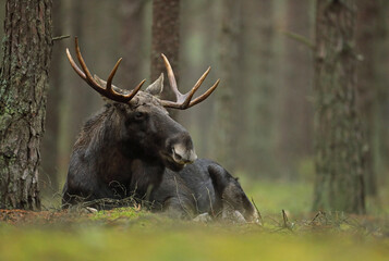 Łoś (Alces alces) moose