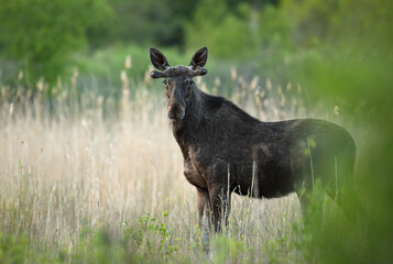 Łoś (Alces alces) moose © Bartosz Rakoczy
