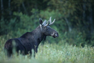 Łoś (Alces alces) moose © Bartosz Rakoczy