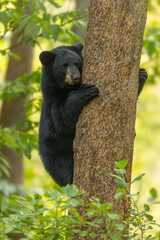Black Bear