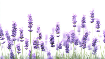 Obraz premium A high-definition portrayal of lavender sprigs, soft pastel purple hues blending with delicate green stems, meticulously detailed and set against a seamless white background. The composition highlight