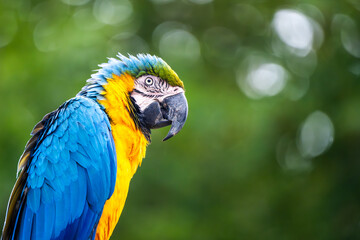 A blue-and-yellow macaw sits gracefully among the green background, showcasing its stunning plumage and watchful expression. This tropical bird enjoys a moment in nature, radiating beauty.