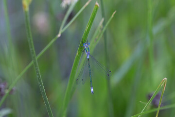 стрекозы- Odonata