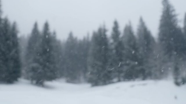 Snowflakes falling in a forest (slow-motion shot)