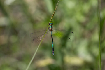 стрекозы- Odonata