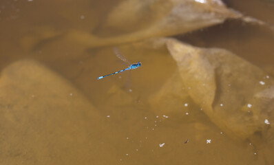 стрекозы- Odonata