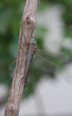 стрекозы- Odonata