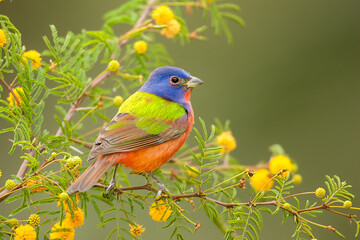 Painted Bunting