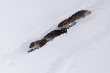 Obraz premium River Otter running and sliding