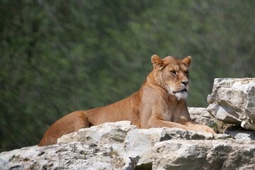 The Barbary Lion (Panthera leo leo), also called the North African Lion, Atlas Lion, and Egyptian Lion.