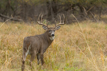 White-tailed Deer