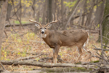 White-tailed Deer