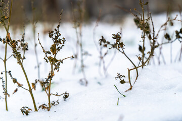 A close-up of dried plants standing amidst a snowy ground. The withered stems and leaves contrast against the pure white snow, evoking a sense of winter stillness and the resilience of nature