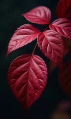 Obraz premium Deep red leaves water droplets macro photography dark