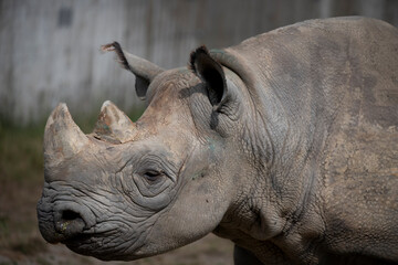 The Eastern Black Rhinoceros (Diceros bicornis michaeli), also known as the East African Black...
