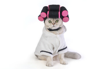 Cat with pink hair curlers in white bathrobe on white background