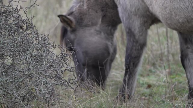 Semi-wild Polish Konik horse eating grass on a meadow near the forest
