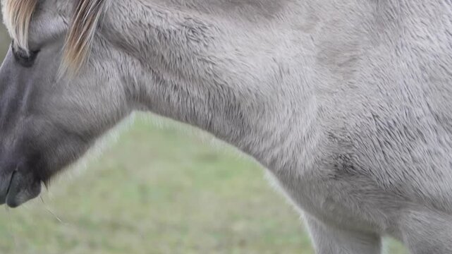 Semi-wild Polish Konik horse eating grass on a meadow near the forest