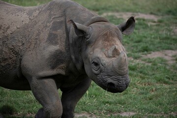 Fototapeta premium The Eastern Black Rhinoceros (Diceros bicornis michaeli), also known as the East African Black Rhinoceros.