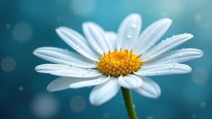 Fototapeta premium Macro photography delicate white daisy petals dewdrops crystal