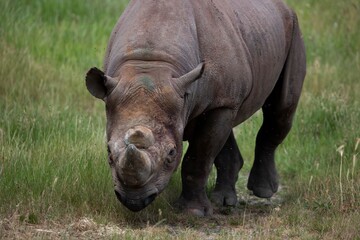 Naklejka premium The Eastern Black Rhinoceros (Diceros bicornis michaeli), also known as the East African Black Rhinoceros.
