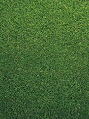 Fototapeta premium Green Grass Field Close Up