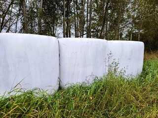 In the field, haystacks in plastic wrap. Large round hay bales in the field covered in white plastic. Round bales of hay wrapped in plastic for protection