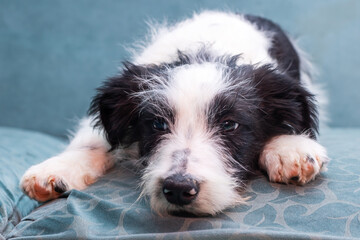 A small black and white puppy is comfortably laying on a blue couch