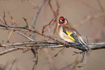 European goldfinch sits on the branch without leaves and looks toward the camera lens with a beige background.