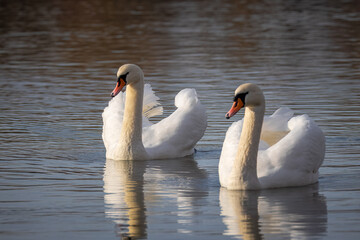 A mute swan couple swims in calm water with reflection toward the camera lens on a sunny autumn day.