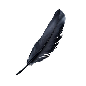 Black feather isolated on white background dark crow feather soft plume fluffy feather lightweight feather quill pen feather writing feather elegant feather dark feather delicate feather single