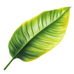 Tropical Green Leaf Isolated on White Background Exotic Plant Foliage Botanical Illustration Jungle Design Element Nature Pattern Summer Vibes Greenery Lush Vegetation Rainforest Flora Palm Tree Leaf