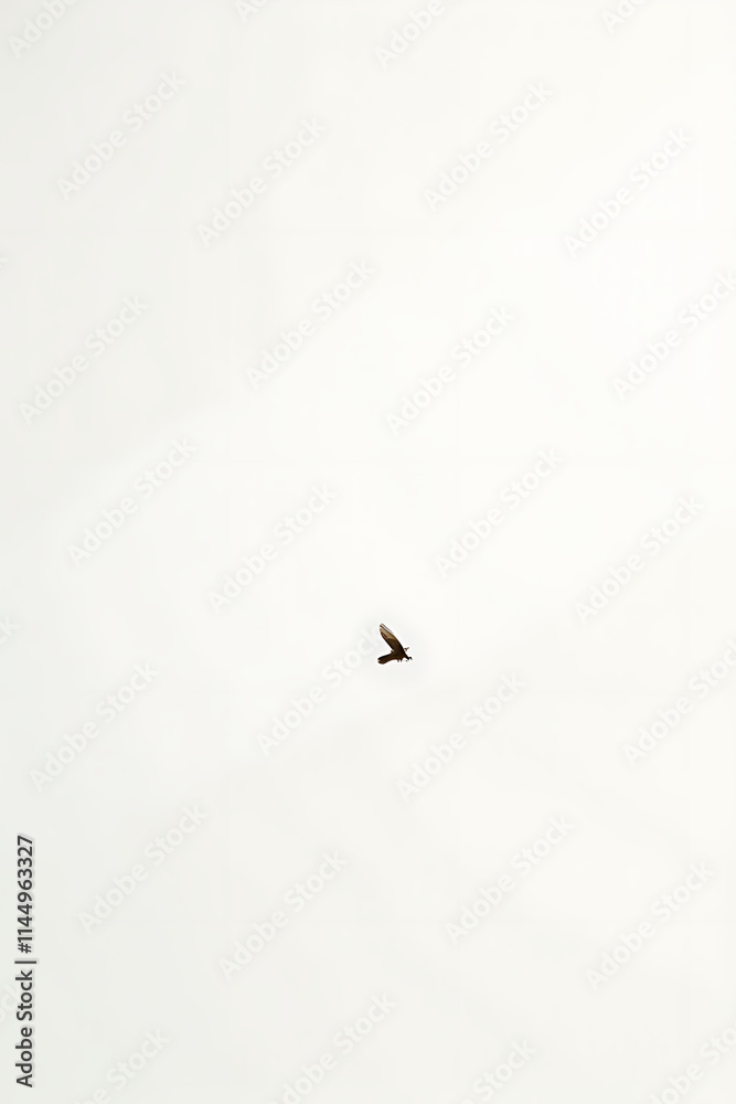 Poster Simple yet effective composition featuring a singular object placed against a clean white background with minimal visual distractions present._00002_