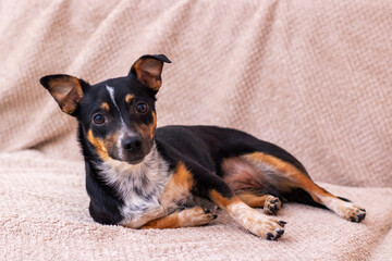 An adorable small dog is relaxing comfortably on a cozy sofa, radiating joy and happiness