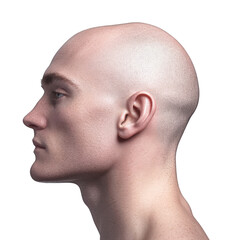 Profile of a bald man isolated on white background bald head shaved head skinhead hairless headshot portrait male man guy person adult caucasian white profile side view isolated