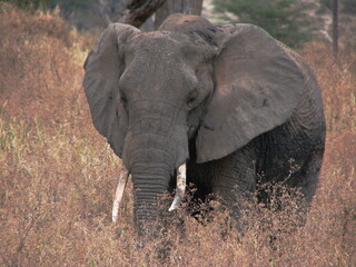 Portrait d'un éléphant sauvage dans la savane africaine (Tanzanie)