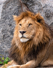 Magnificent lion (Panthera leo) in a rocky landscape.