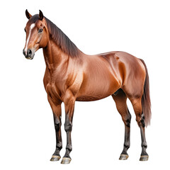 Fototapeta premium Elegant Chestnut Horse Isolated on White Background Majestic equine beauty grace power and freedom Horse photography animal themes wildlife nature mammals equestrian sports horse breeds isolated