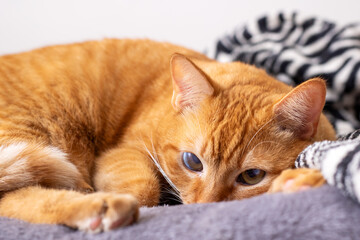 A lovely cat is comfortably laying on a soft blanket and gazing at the camera