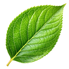 Obraz premium green leaf isolated on white