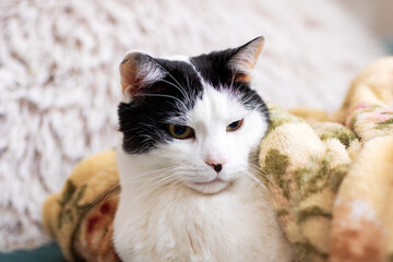 A striking black and white cat with bright yellow eyes gazing upwards