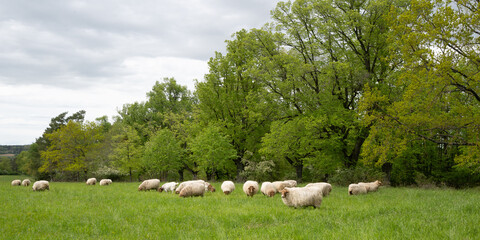 Flock of sheeps