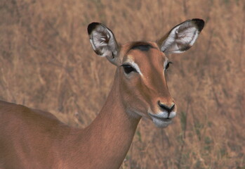Portrait d'un impala ((Aepyceros melampus) dans la savane, en Tanzanie