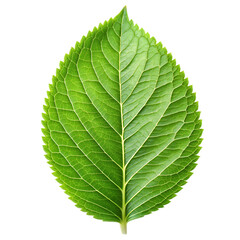 Obraz premium green leaf isolated on white