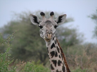 Portrait de girafe dans la savane en Tanzanie, en train de ruminer tout en regardant le photographe