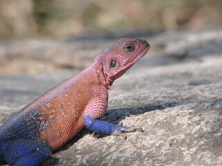Portrait d'un saurien mâle rouge et bleu appelé 